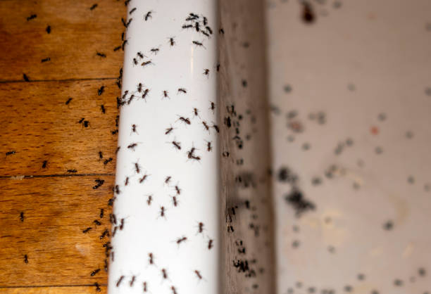 Best Pest Control Near Me  in Muenster, TX