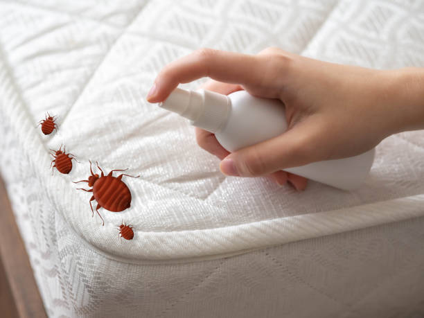 Best Ant Control Services  in Muenster, TX