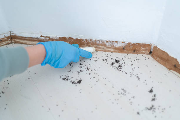 Professional Pest Control in Muenster, TX