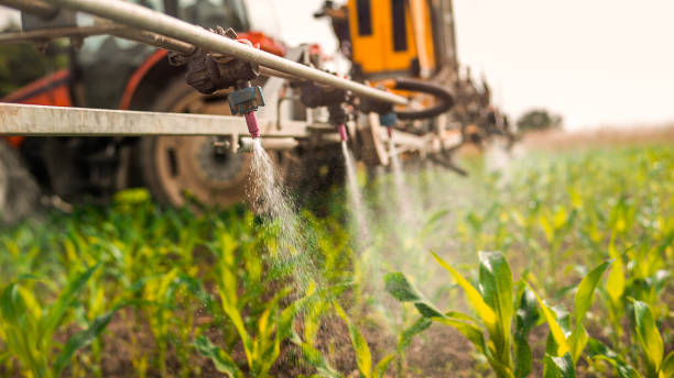 Best Pest Control for Homes  in Muenster, TX