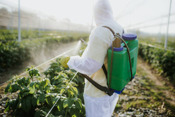 Best Mosquito Control Services  in Muenster, TX